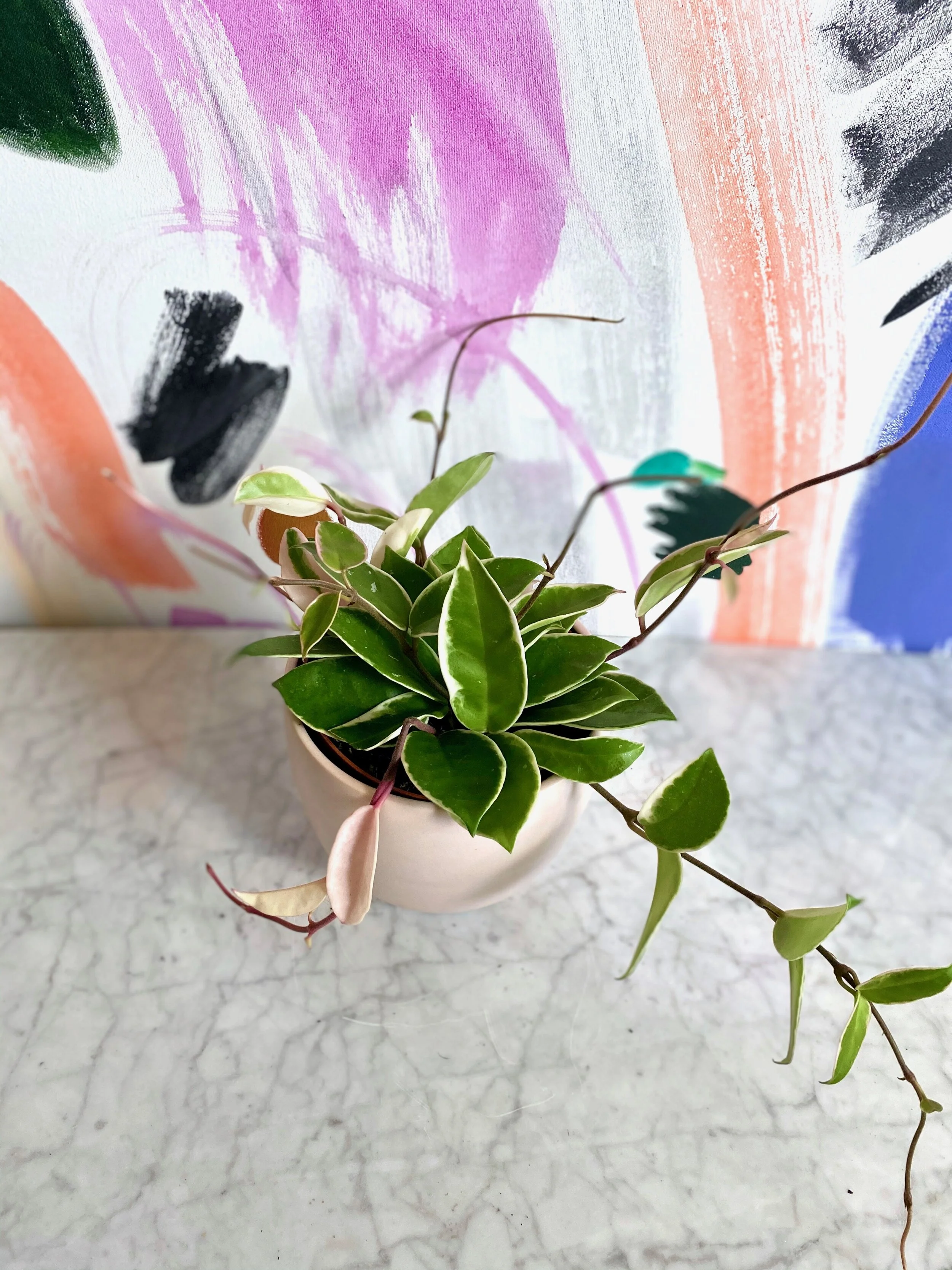 Hoya Carnosa Variegata — The Tender Gardener